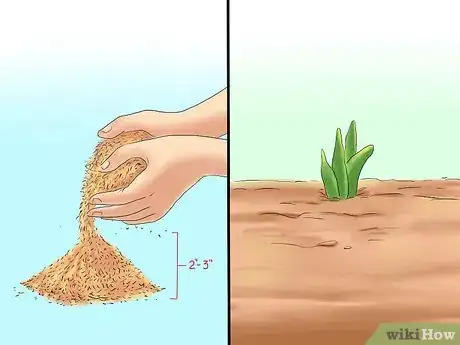 Image titled Transplant Resurrection Lilies Step 12