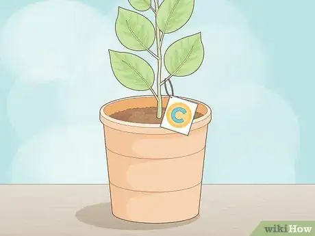 Image titled Plant a Pear Tree Step 14