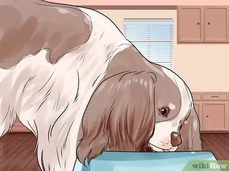 Image titled Care for English Springer Spaniels Step 3