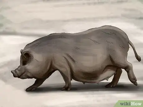Image titled Have a Potbellied Pig for a Pet Step 19
