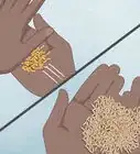Plant Rice Indoors