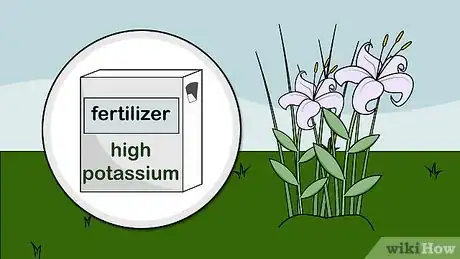 Image titled Grow Alstroemeria Step 9