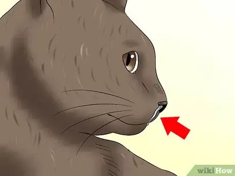 Image titled Diagnose Feline Upper Respiratory Illness Step 1