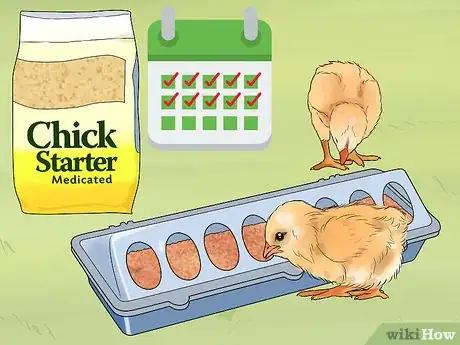 Image titled Feed Chicks Step 5