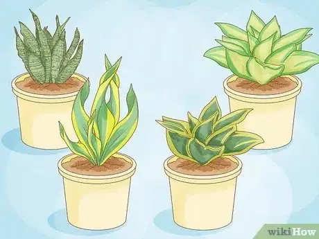 Image titled Choose Succulents Step 6