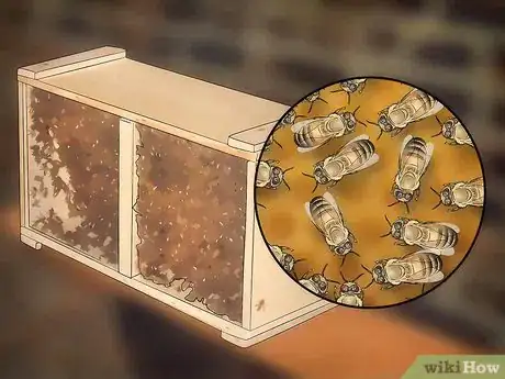 Image titled Buy Honey Bees Step 4