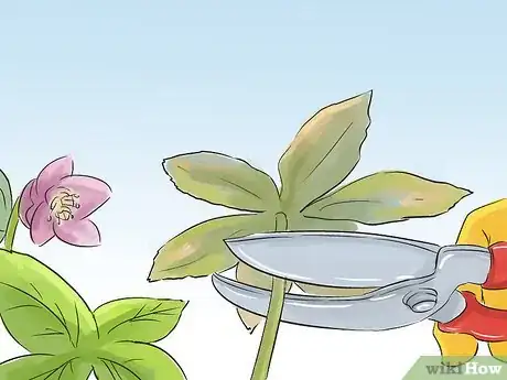 Image titled Prune Helleborus Winter Roses Step 3
