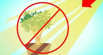 Transplant a Jade Plant