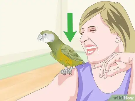 Image titled Keep a Senegal Parrot Entertained Step 11