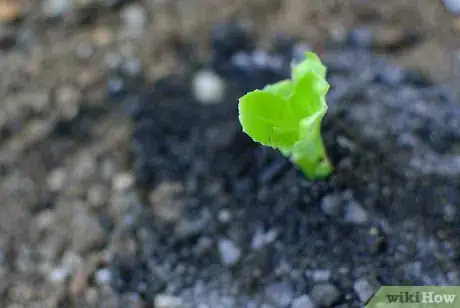 Image titled Grow Herb Gardens from Seed Intro