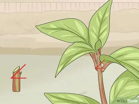 Image titled Prune Fuschias Step 3