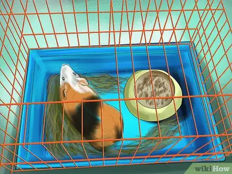 Image titled Prevent Respiratory Problems in Guinea Pigs Step 6