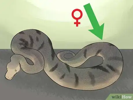 Image titled Mate Anacondas Step 6