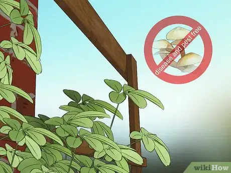 Image titled Grow Akebia Quinata Step 17