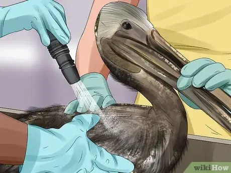 Image titled Clean Oil off Birds Step 6