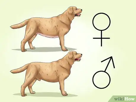 Image titled Select a Labrador Retriever Step 4