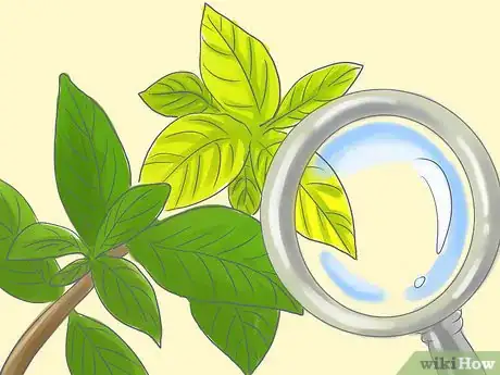 Image titled Raise Gardenias in Pots Step 11