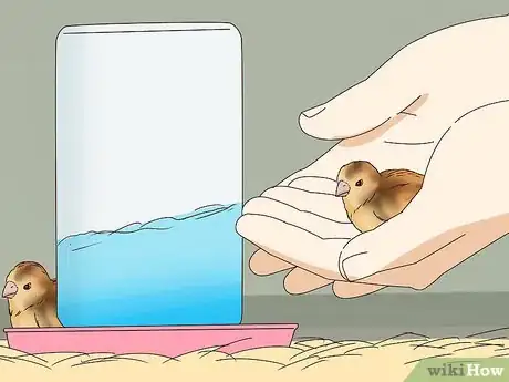 Image titled Raise Quail for Eggs Step 14