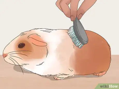 Image titled Show a Guinea Pig Step 7