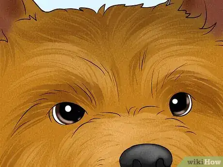 Image titled Identify a Norwich Terrier Step 5