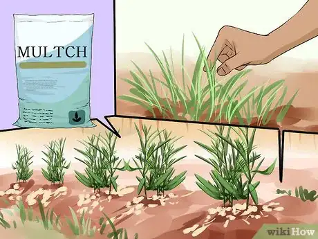 Image titled Grow Tarragon Step 12