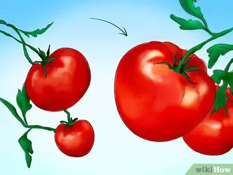 Image titled Plant Tomatoes from Seed Step 5