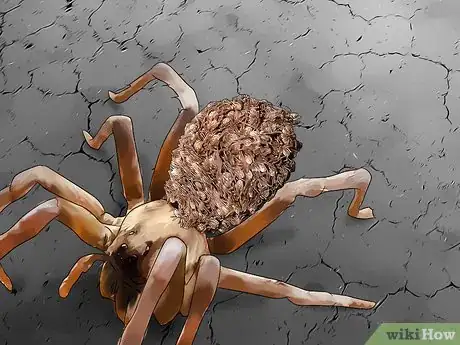 Image titled Identify a Wolf Spider Step 9