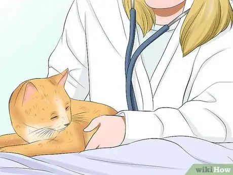 Image titled Diagnose Tapeworms in Cats Step 6