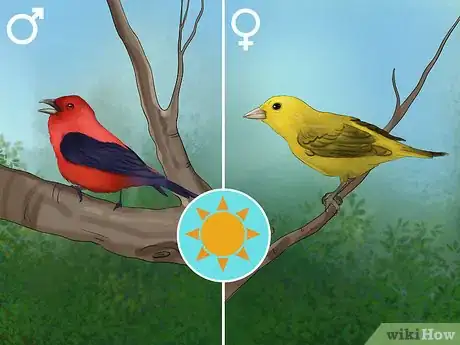 Image titled Identify a Scarlet Tanager Step 1