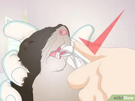 Image titled Prevent and Treat Overgrown Teeth in Mice Step 7