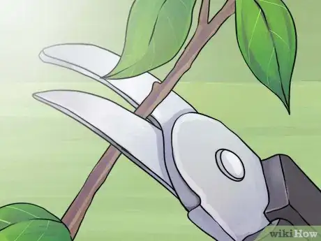 Image titled Prune Spirea Shrubs Step 5