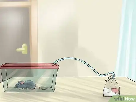 Image titled Humanely Kill a Rodent Step 5