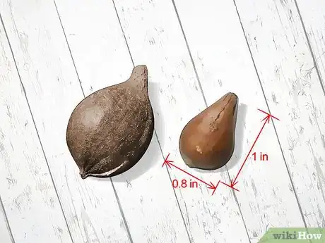 Image titled Identify Hickory Nuts Step 10