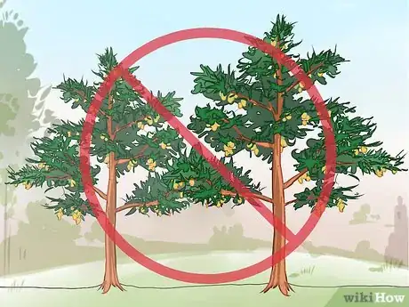 Image titled Plant Cedar Trees Step 3