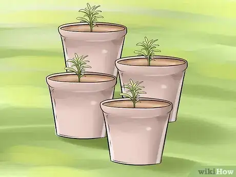 Image titled Divide a Lavender Plant Step 22