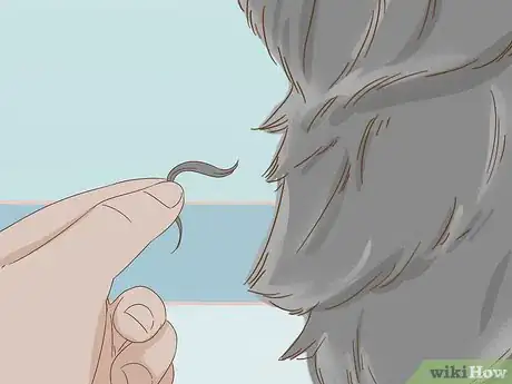 Image titled Groom an Affenpinscher Step 4