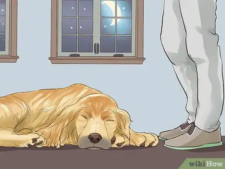 Image titled Get a Companion Dog for an Existing Dog Step 11