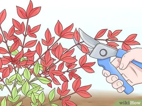 Image titled Prune Nandinas Step 5