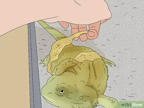 Image titled Give a Lizard a Bath Step 5