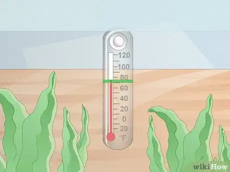 Image titled Breed Freshwater Shrimp Step 3