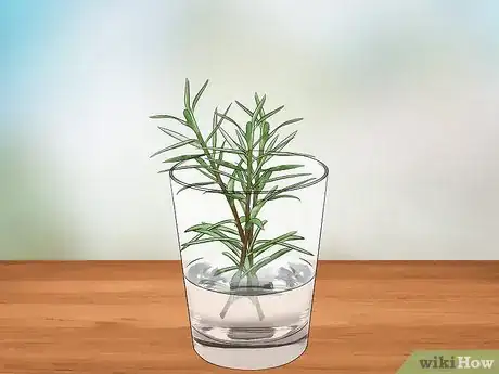 Image titled Grow Moss Rose Step 9