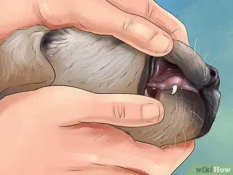 Image titled Track the Development of New Puppies Step 7