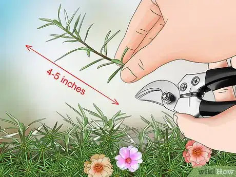 Image titled Grow Moss Rose Step 7