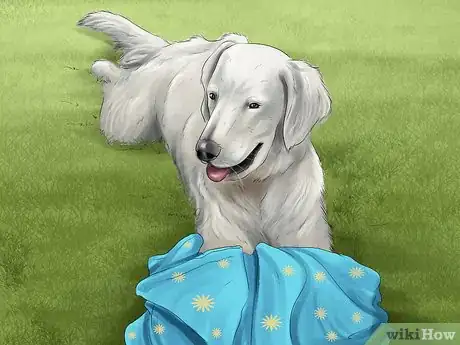 Image titled Introduce a Dog to a New Family Member Step 11