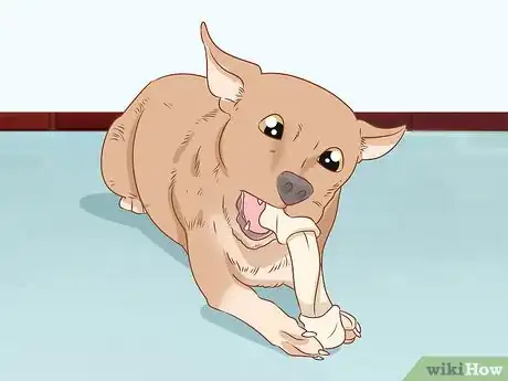 Image titled Prevent Your Chihuahua from Behaving Badly Step 1