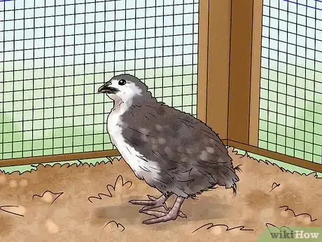 Image titled Choose a Quail Step 8