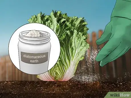 Image titled Grow Napa Cabbage Step 13