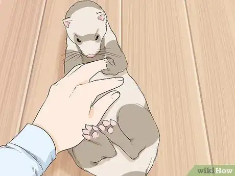 Image titled Stop a Ferret from Stealing Things Step 4