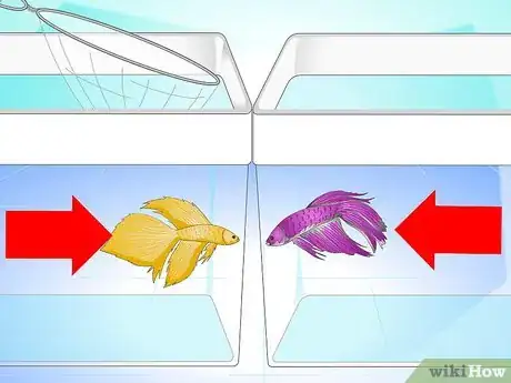 Image titled Breed Wild Bettas Step 7