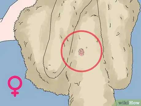 Image titled Determine the Sex of a Rabbit Step 7